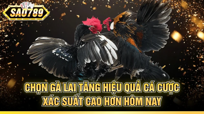 Chọn gà lai tăng hiệu quả cá cược xác suất cao hơn hôm nay
