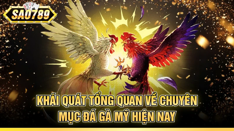 Khái quát tổng quan về chuyên mục đá gà Mỹ hiện nay